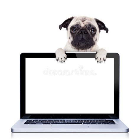 Dog computer stock image. Image of jack, placeholder - 35017131