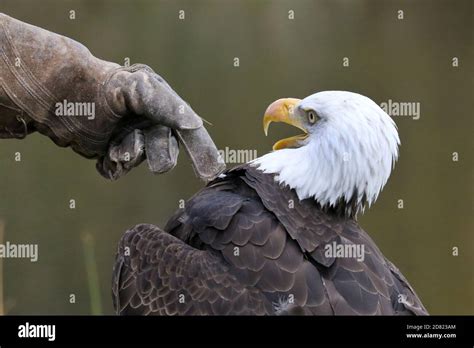 Golden Eagle closeup Stock Photo - Alamy