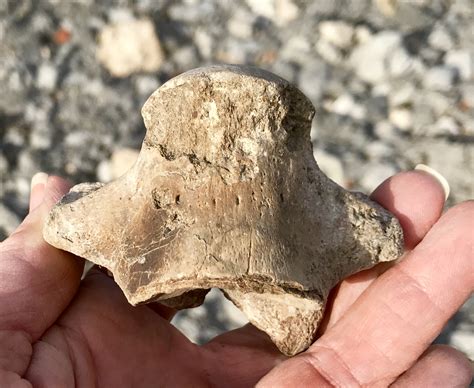 Anyone know what animal this vertebrae is from? - Fossil ID - The ...