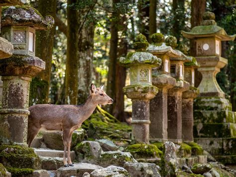 Fur and favour at Todai-ji temple in Nara, Japan