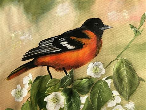 Baltimore Oriole Painting by Vicki Gifford