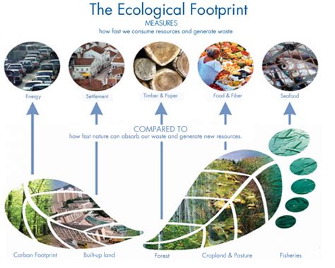 [Quiz] How Big Is Your Environmental Footprint? - The Sustainable ...