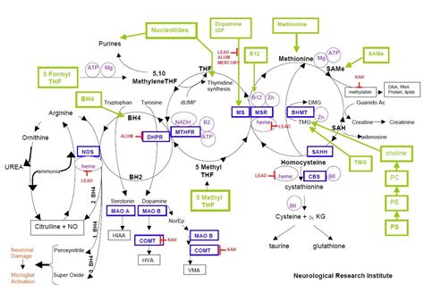 Methylation Cycle | Methylation Cycle Mercury Aluminum Lead Yasko | Nutrigenomics, Methylation ...