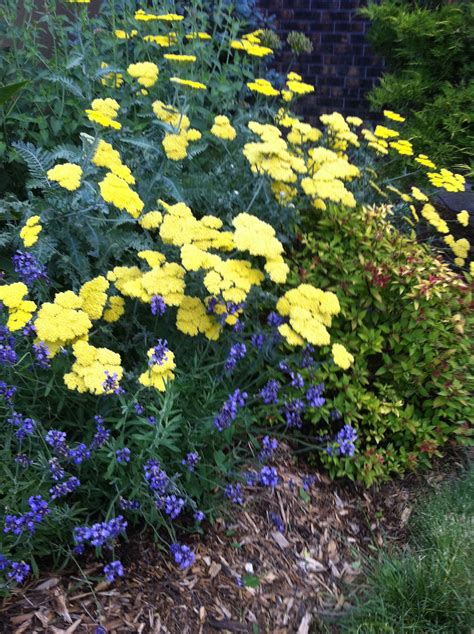 Yarrow And Lavender - Lavender Plant