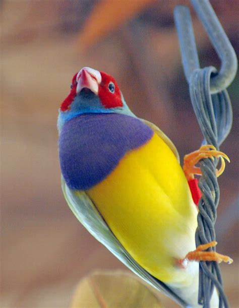 The Gouldian Finch Beautiful Bird | The Wildlife