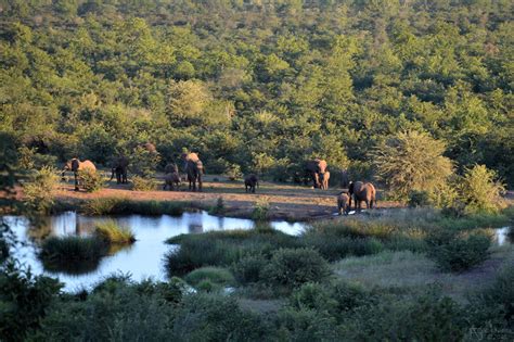 Elephants from Victoria Falls Safari Lodge,... - Nur Nielfa