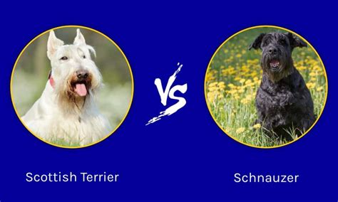 Scottish Terrier vs Schnauzer: What are the Differences? - IMP WORLD