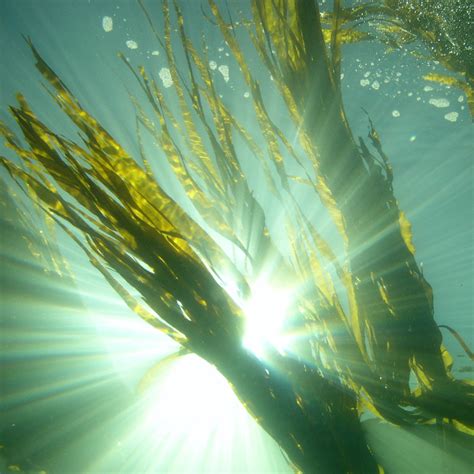 Kelp Benefits for Skin – Sealuxe