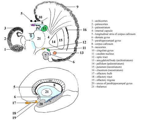 Untitled Document [anatomie.lf3.cuni.cz]