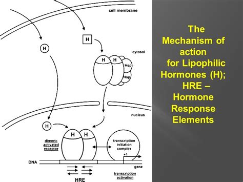 Gene Expression Regulation Fundamentals of Biochemistry of Hormones