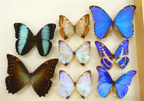 What Gives the Morpho Butterfly Its Magnificent Blue? | KQED