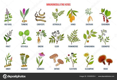 Best medicinal herbs for the immune system — Stock Vector © Foxyliam #293085954