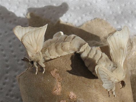 Mating Silk Worm Moths | Macro photography, Human male, My pictures