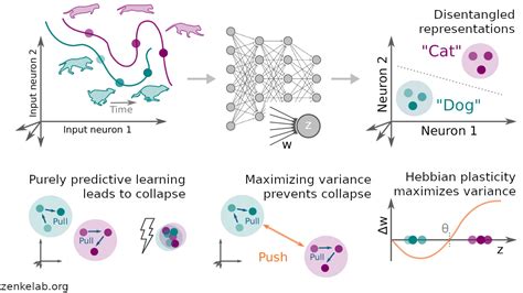 Hebbian plasticity could be the brain’s trick to make self-supervised ...