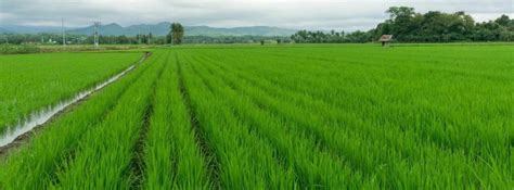 Organic Paddy Farming (Rice) - Production, Cultivation | Agri Farming