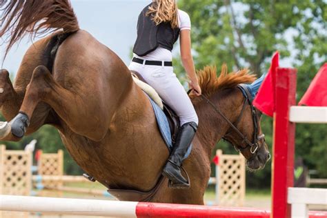 Have You Heard About the Best Jumping Horse Breeds? - The Horses Guide