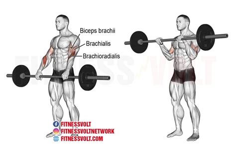 Barbell Reverse Curl (Brachioradialis, Brachialis, Biceps) – Fitness Volt