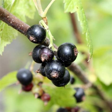 Ribes nigrum | Yougardener