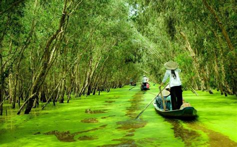 Rừng tràm Trà Sư - hệ sinh thái ngập nước vô cùng phong phú