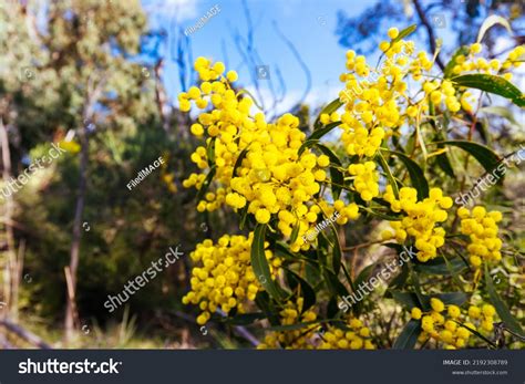 13,954 Wattle Trees Images, Stock Photos & Vectors | Shutterstock