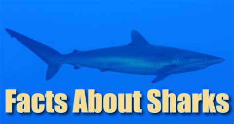 Facts About Sharks For Kids: Information, Pictures & Videos