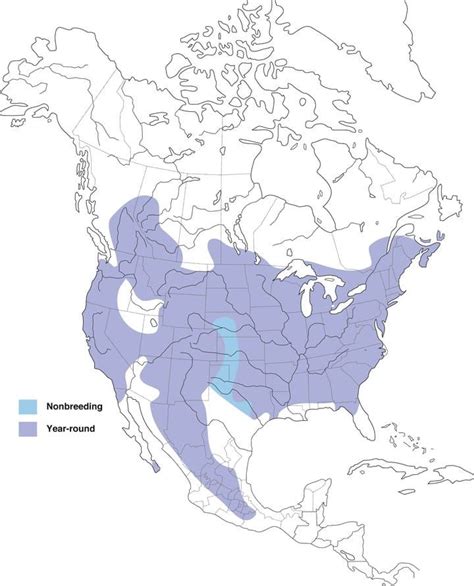 White-breasted Nuthatch Range Map, All About Birds, Cornell Lab of Ornithology | Nuthatch ...