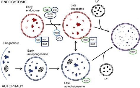 Endosome maturation, autophagosome formation, and fusion with lysosome.... | Download Scientific ...