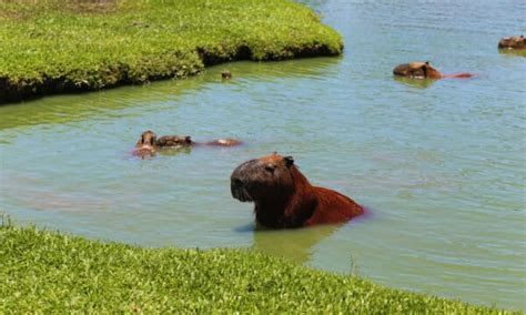 Capybara Poop: Everything You've Ever Wanted to Know - A-Z Animals