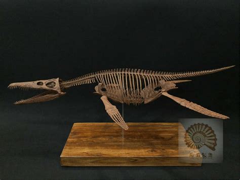 1/6 Liopleurodon Skull Skeleton Model – Lana Time Shop