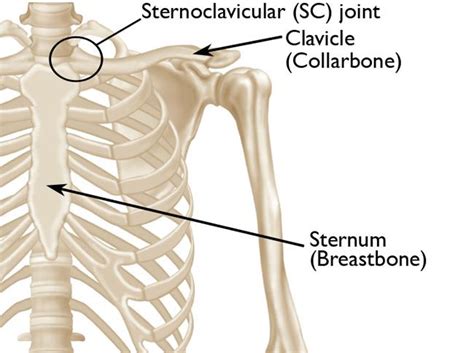 Sternoclavicular (SC) Joint Disorders - OrthoInfo - AAOS