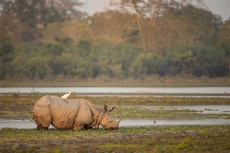 Indian Rhino grazing in wetland habitat - Francis J Taylor Photography