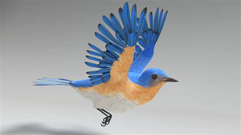 3D bluebird animations model - TurboSquid 1576033 | Blue bird, Animation, Blender 3d models