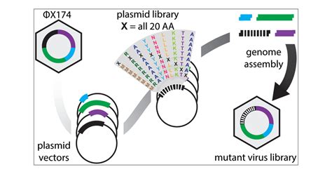 Saturation Mutagenesis Genome Engineering of Infective ΦX174 Bacteriophage via Unamplified Oligo ...