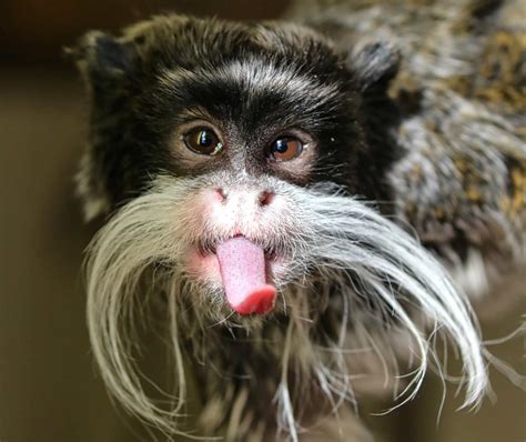 Extraordinary animal tongues with surprising features