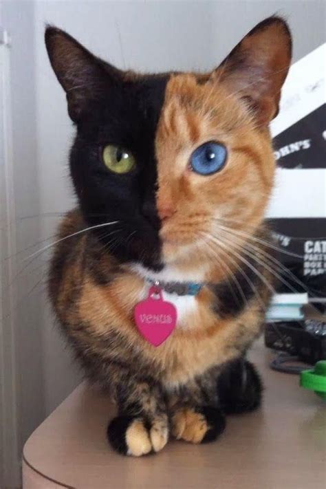 These 22 Cats With Heterochromia Have Captivated Our Souls And We Don't ...