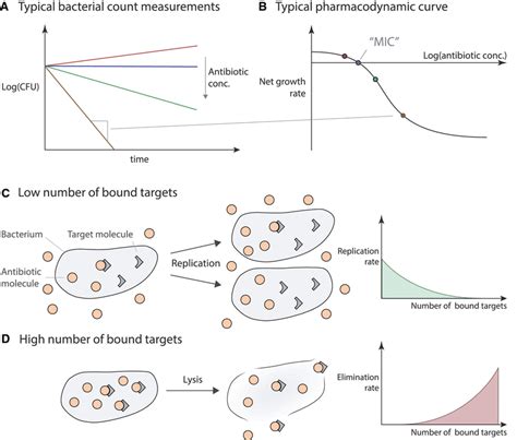 Illustration of the modeled antibiotic action—a illustrates typically... | Download Scientific ...