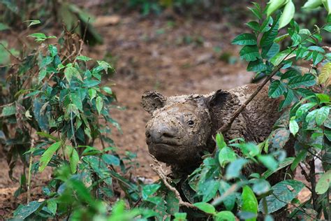 Can Anything Save the Sumatran Rhino From Extinction?