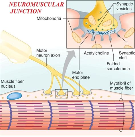 Neuromuscular junction (Myoneural junction) - Karuna Yoga-Best Yoga Teacher Training Course ...