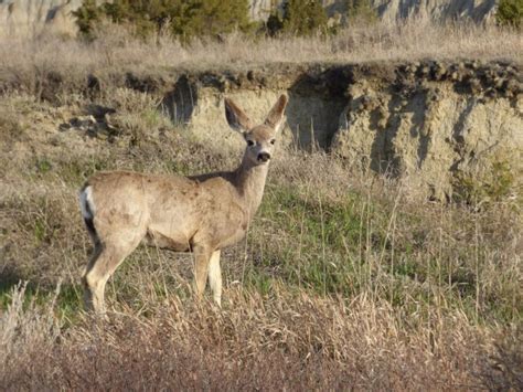 Best Time to Visit Theodore Roosevelt National Park + Wildlife You Can See (Bison, Bighorns, and ...