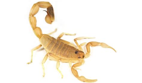 Buchar's scorpion Lychas buchari 5cm. A small scorpion – may be ...