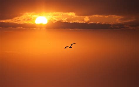 Wallpaper Bird flying in sky, sunset, clouds 3840x2160 UHD 4K Picture ...