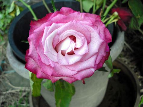 File:Pink rose flower.JPG