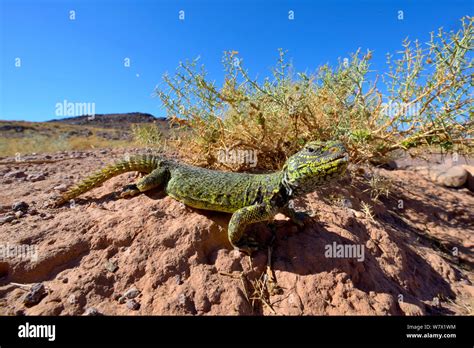 Spiny-tailed lizard (Uromastyx nigriventris) in habitat, near ...