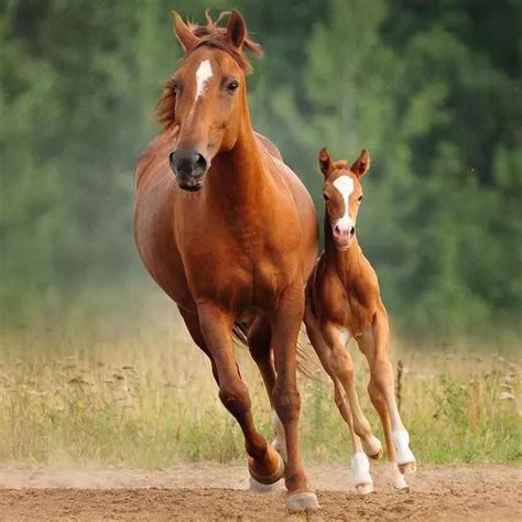 Horses | Always Pets