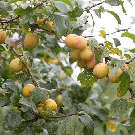 Damson Shepherds Bullace – Future Forests