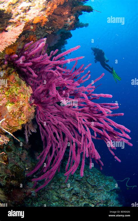 Scubadiver exploring philippine coral reef Stock Photo - Alamy