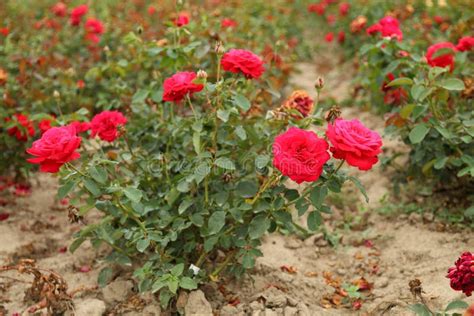 Rose Plantation. Growing Roses for Seedlings Stock Image - Image of ...