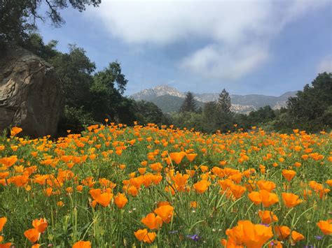 Santa Barbara Botanic Garden - Montecito