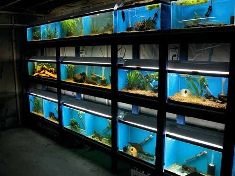 Aquarium Shop Open Near Me - beleuchtung aquarium