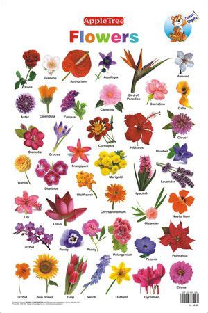 All flowers name, Flower types chart, Flower chart